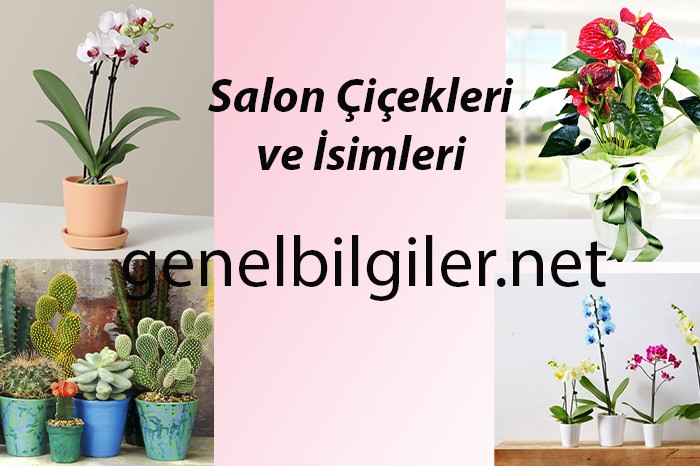 Salon Çiçekleri ve İsimleri , Salon Çiçekleri İsimleri
